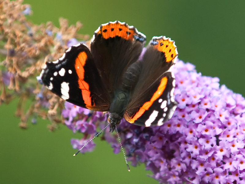 Vanessa atalanta Red Admiral Atalanta